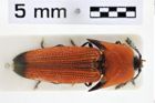 Foto (Dorsalansicht) von Pachyderes coccineus (NHMW-ZOO-COL-0010313)